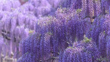 Purple Wisteria Blossoms in Full Bloom wallpaper