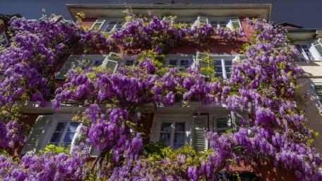 Blooming Wisteria Drapes Charming House Facade wallpaper