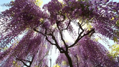 Springtime Lilac Serenity wallpaper