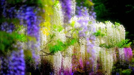 Vibrant Wisteria Blossoms in Full Bloom wallpaper