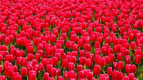 Vibrant Red Tulips in Full Bloom wallpaper