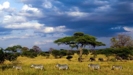 Wildlife Harmony in the Savanna wallpaper