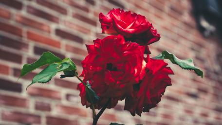 Stunning Red Roses Against Brick Wall Artistry wallpaper