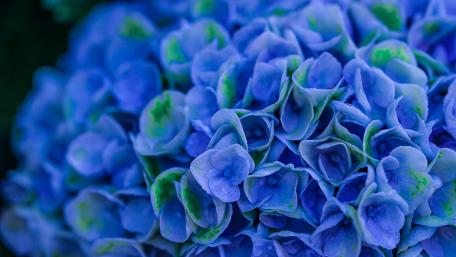 Vibrant Blue Hydrangea Blooming Beauty wallpaper