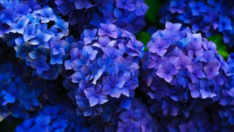 Vibrant Blue Hydrangeas in Bloom wallpaper