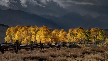 Golden Canopy of Autumn wallpaper
