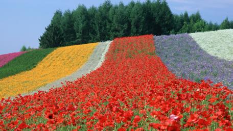 Vibrant Floral Pathways in Nature's Garden wallpaper