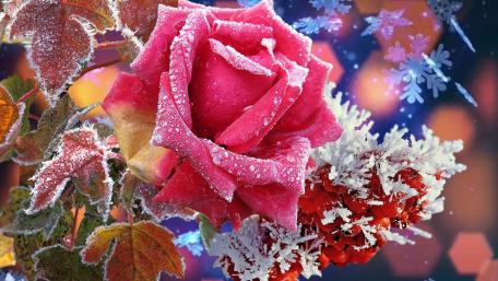 Winter Enchanted Red Rose wallpaper