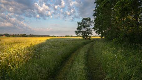 Pathway Through a Serene Meadow Landscape wallpaper