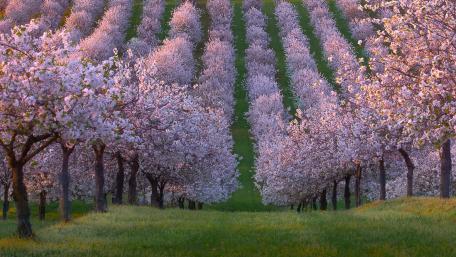 Spring Blossoms Over Hillside Lane wallpaper