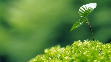 Green Leaf in Close-Up wallpaper