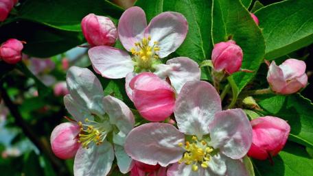 Delicate Blossoms in Soft Pink Shades wallpaper