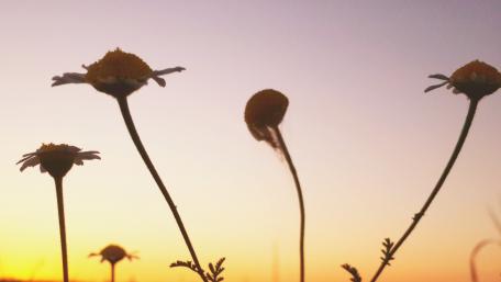 flowers wallpaper