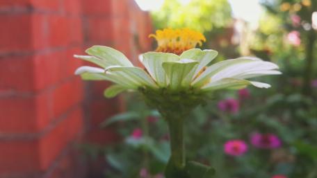 flowers wallpaper