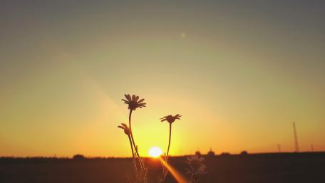 flowers wallpaper