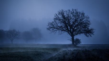 Misty Solitude in the Field wallpaper