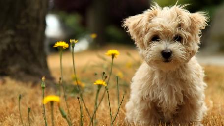 Dog wallpaper