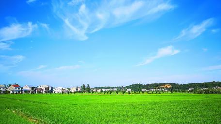 Blue sky and white clouds, paddies and houses. wallpaper