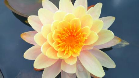 Louts, South China Botanical Garden wallpaper