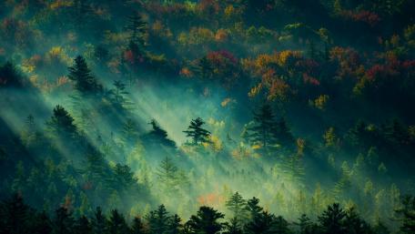 Forest wallpaper