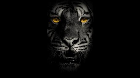 Yellow eye black Tiger wallpaper