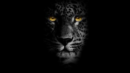 Yellow eye black Jaguar wallpaper