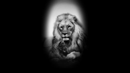 Family lions wallpaper