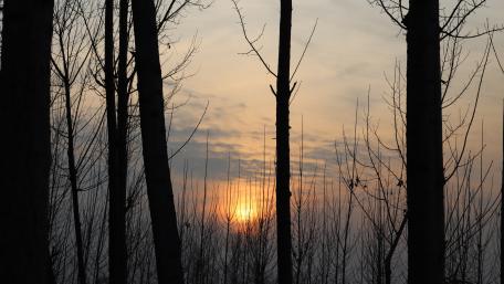 Serene Sunset Behind Bare Trees wallpaper