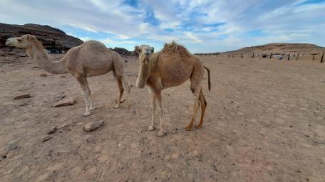 Serene Camels in a Desert Landscape wallpaper