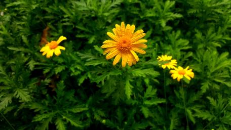Marguerites wallpaper