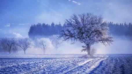 Hoary trees wallpaper