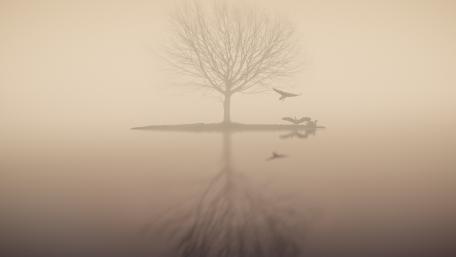 Misty Solitude and Reflection in Nature wallpaper