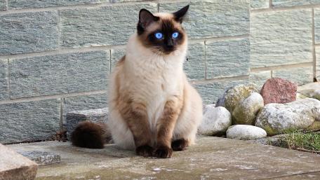 Himalayan cat wallpaper