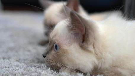 Charming Cats Relaxing on a Soft Carpet wallpaper