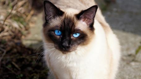 Majestic Himalayan Cat with Striking Blue Eyes wallpaper