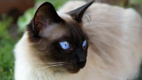 Majestic Himalayan Cat with Striking Blue Eyes wallpaper