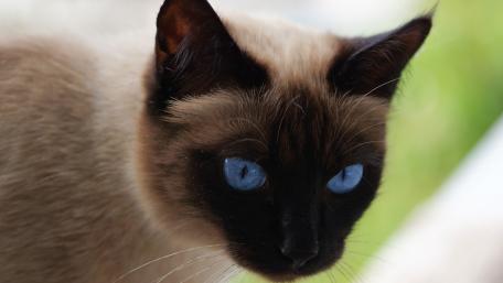 Majestic Himalayan Cat with Stunning Blue Eyes wallpaper