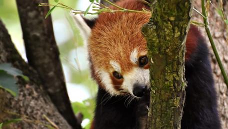 Playful Red Panda Amongst the Trees wallpaper