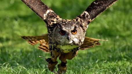 Majestic Owl in Flight Against Green Backdrop wallpaper
