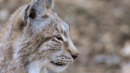 Majestic Lynx in the Wild wallpaper