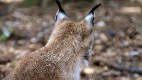 Lynx Observing Its Natural Habitat wallpaper
