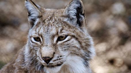Majestic Lynx in the Wild wallpaper