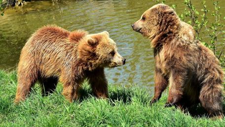 Bears in Nature's Embrace wallpaper