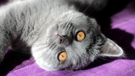Charming British Shorthair Cat Wallpaper wallpaper