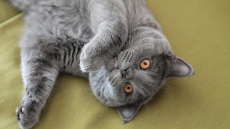 Charming British Shorthair Cat Relaxing Stylishly wallpaper