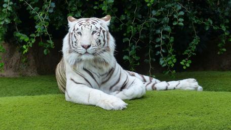 Majestic White Tiger Relaxing in Nature wallpaper