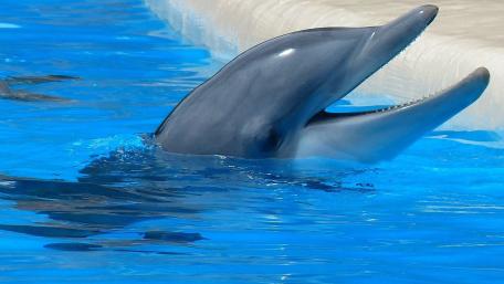 Graceful Dolphin in Crystal Clear Waters wallpaper