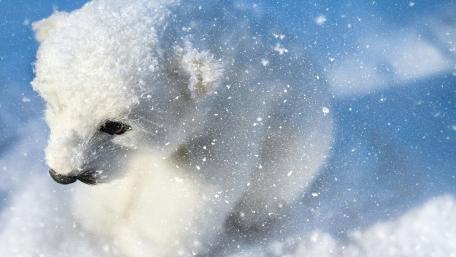 Adorable Polar Bear Cub in Snowy Wonderland wallpaper