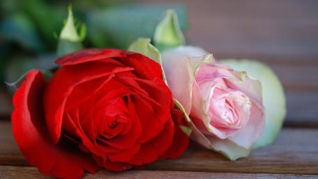Elegant Red and Pink Roses Arrangement wallpaper