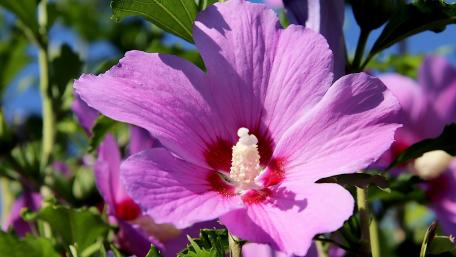 Vibrant Hibiscus Bloom in Full Glory wallpaper